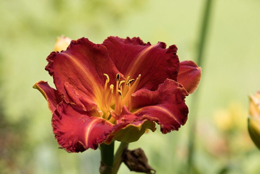 bloemen bloem hdr natuur flora roos rozen tulp tulpen orchidee orchideeen zonnebloem geranium cannabis marihuana wiet hennep sativa indica